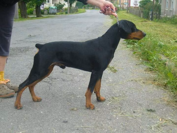 CHAD chardon king black, a Самец Немецкий пинчер registered with United Pet Club