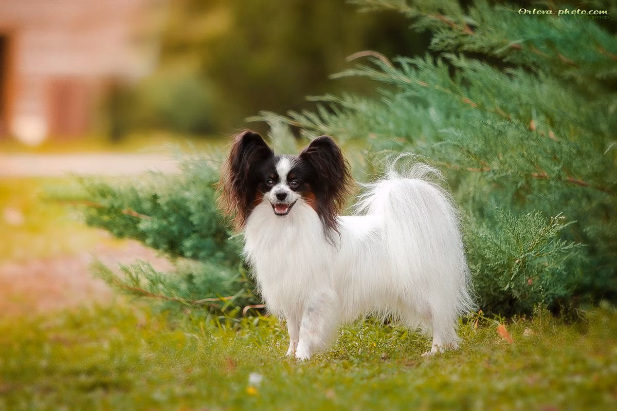 Stridsmarkens Merlin, a Самец Папийон registered with United Pet Club