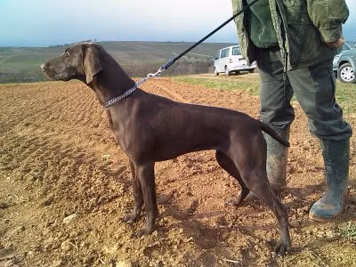 Cessy Vom Osterberg, a Femelă Pointer German cu Păr Scurt registered with United Pet Club