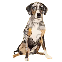 American leopard hound — rasa Pies: Duży i Inteligentny