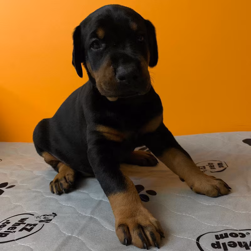 Rex
