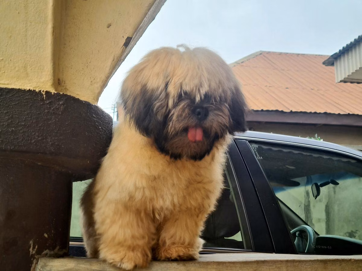 Odk Snow  Queen Diva, a Female Lhasa apso registered with United Pet Club