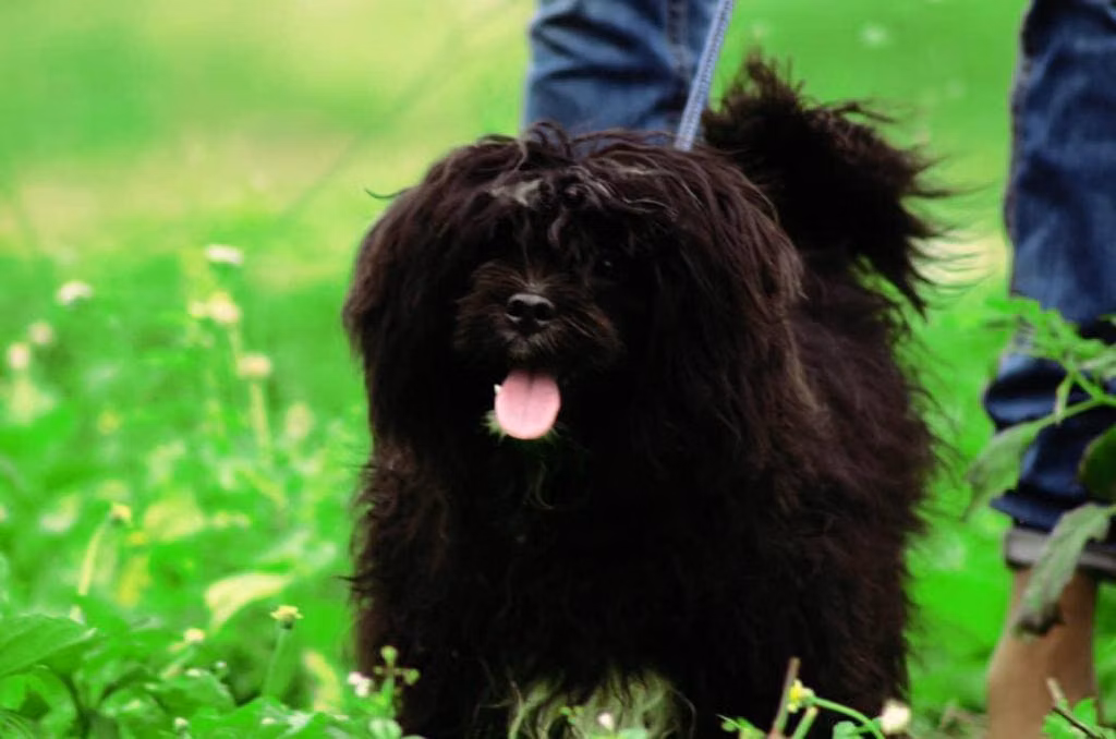 KION, a Mâle Lhassa Apso registered with United Pet Club