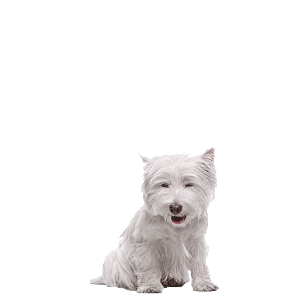 West highland white terrier — rasa Pies: Mały i Przyjazny