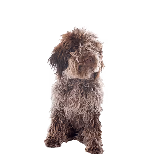 Lagotto romagnolo — rasa Pies: Średni i Czuły
