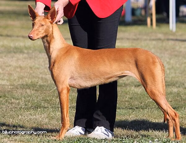 vicoridge lotsa leather, a Weiblich Pharaonenhund registered with United Pet Club