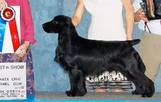 Promenade Pay It Forward, a Jantan Field Spaniel registered with United Pet Club