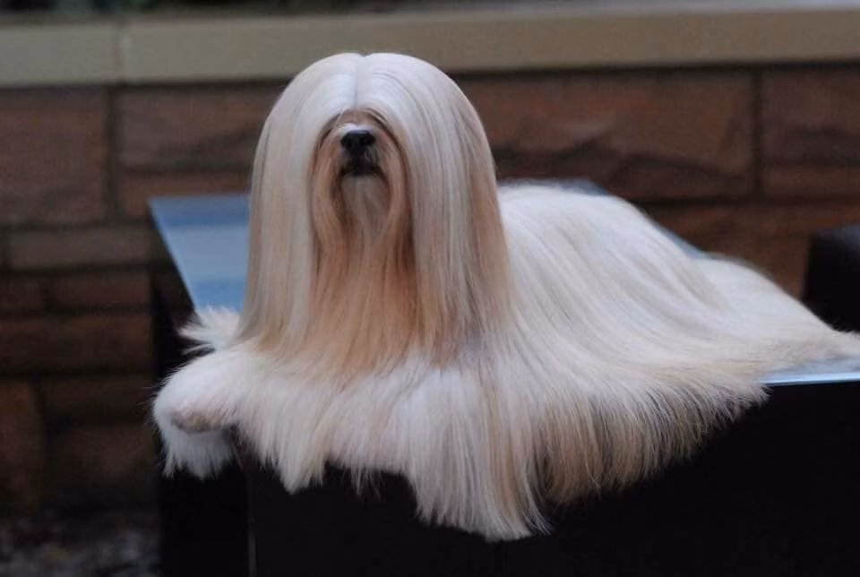 Black Boots Pardon Me Boyz, a Femelle Lhassa Apso registered with United Pet Club