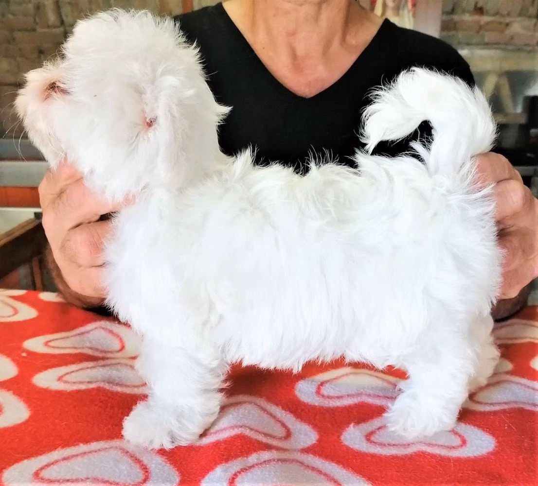 TRILLI DEL RANCH ALBA, a Female Maltese registered with United Pet Club