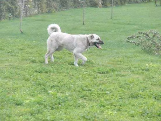 Seri, a Hembra Pastor Kangal registered with United Pet Club