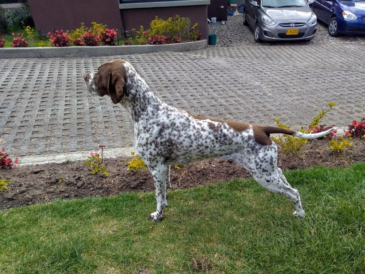 MONILU'S 6G4 ORION OE, a Male Pointer registered with United Pet Club