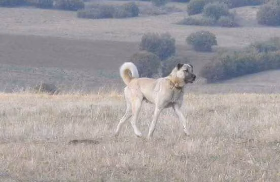 Kivrak, a Macho Pastor Kangal registered with United Pet Club