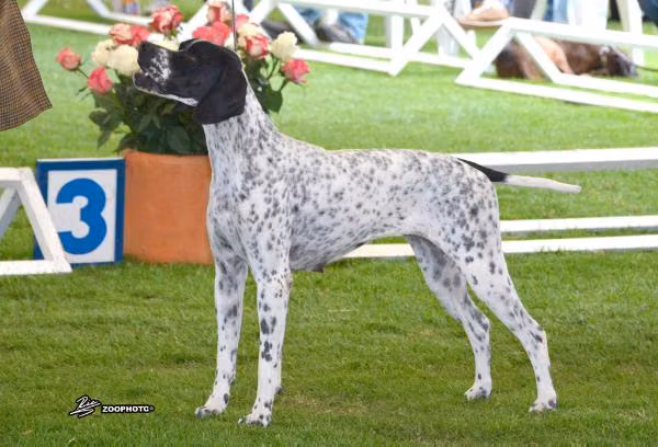 Monilus Alegria, a Female Pointer registered with United Pet Club
