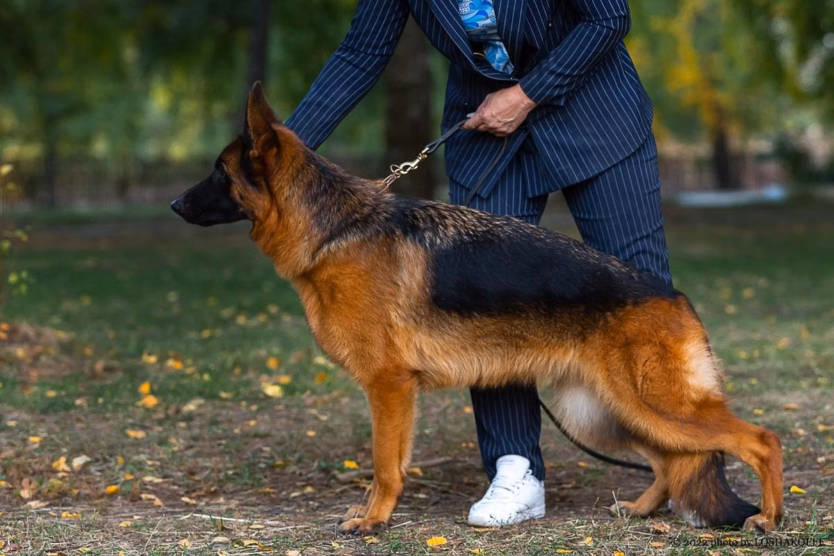 Yarda Ekskalibur, a Femelle Berger allemand registered with United Pet Club