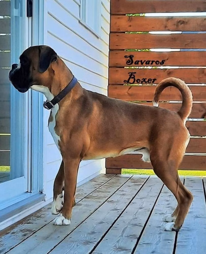Comanche Torontal (Savaros Boxer), a Jantan Boxer registered with United Pet Club