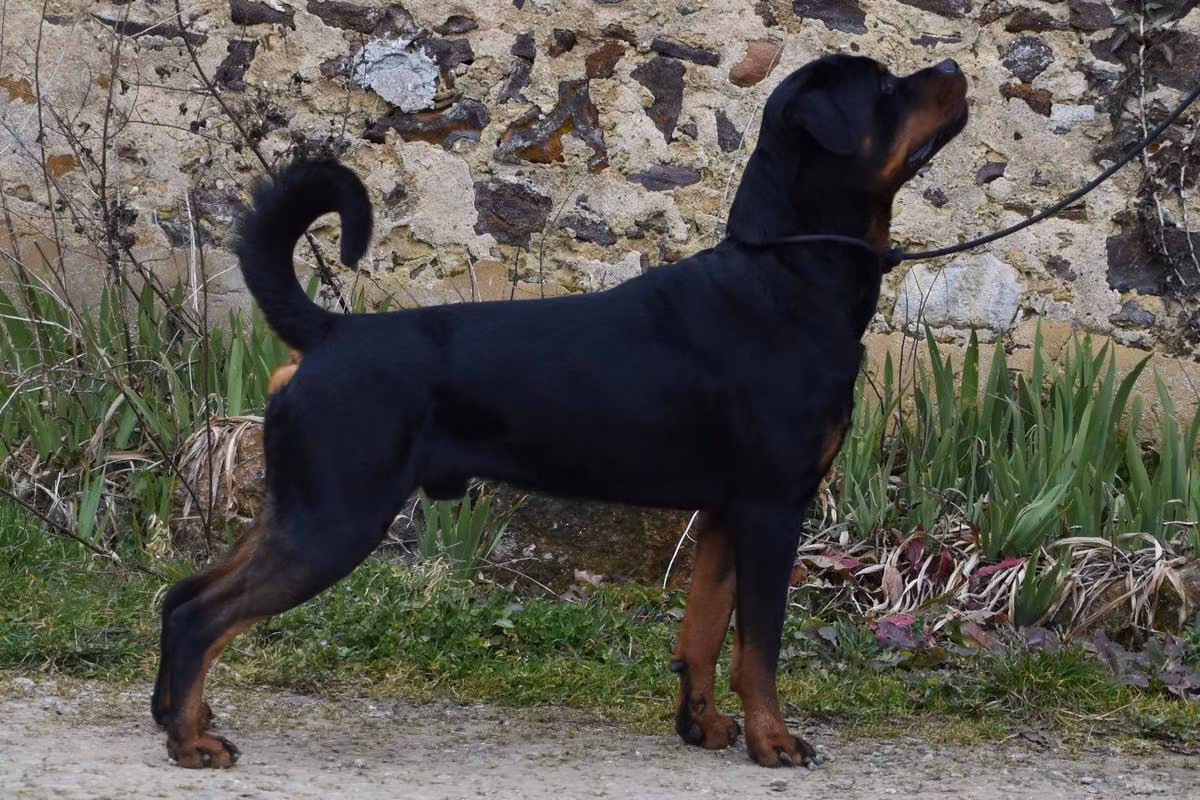 Lechis Sir Harlem, a Macho Rottweiler registered with United Pet Club