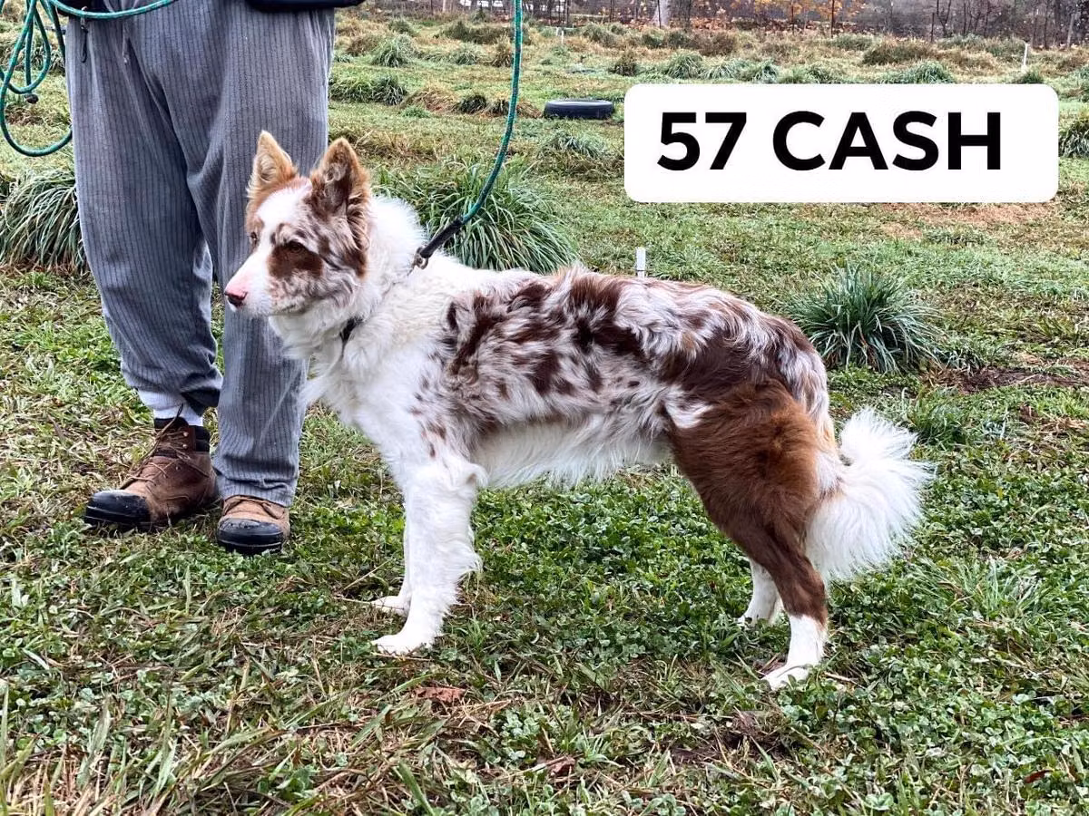 57 Cash ABC 425465, a Männlich Border Collie registered with United Pet Club