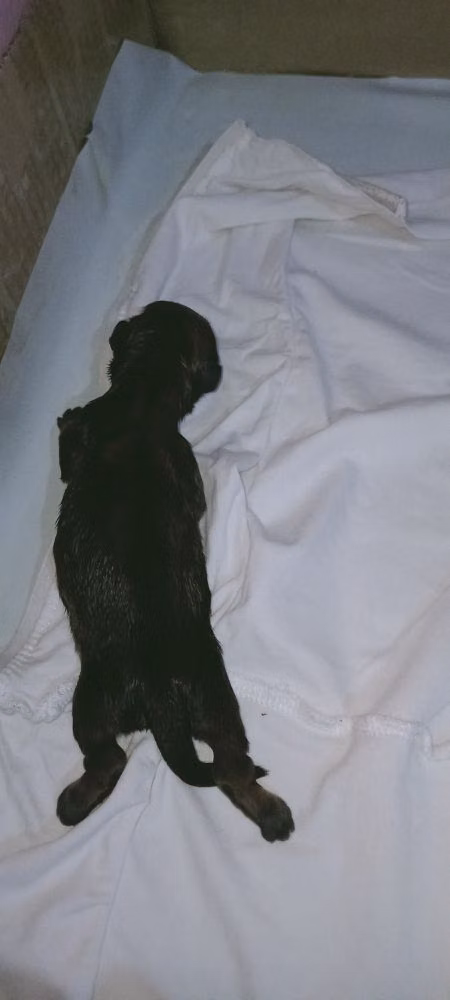 Coco, a Macho Shih Tzu registered with United Pet Club