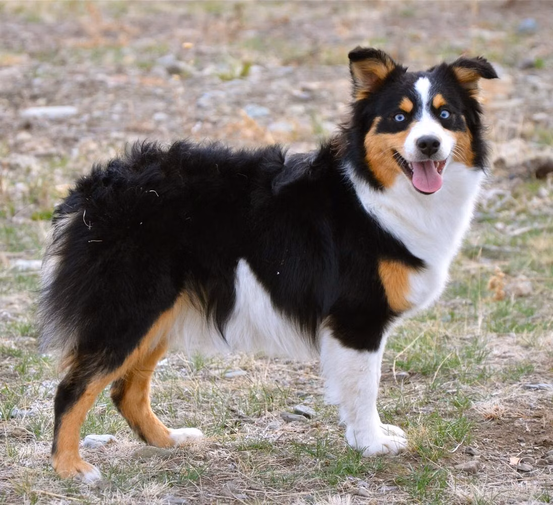 Back Country Lucy, a Weiblich Australian Shepherd registered with United Pet Club