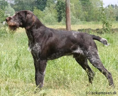 Luchs III von der Wupperaue, a Male German Wirehaired Pointer registered with United Pet Club