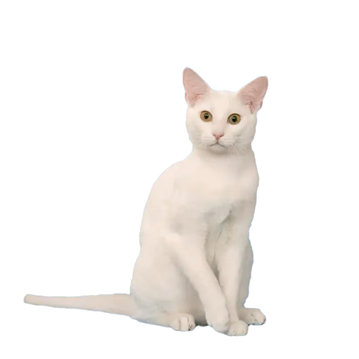 Russian White, Russian Black, Russian Tabby — a Medium, Gentle Cat breed