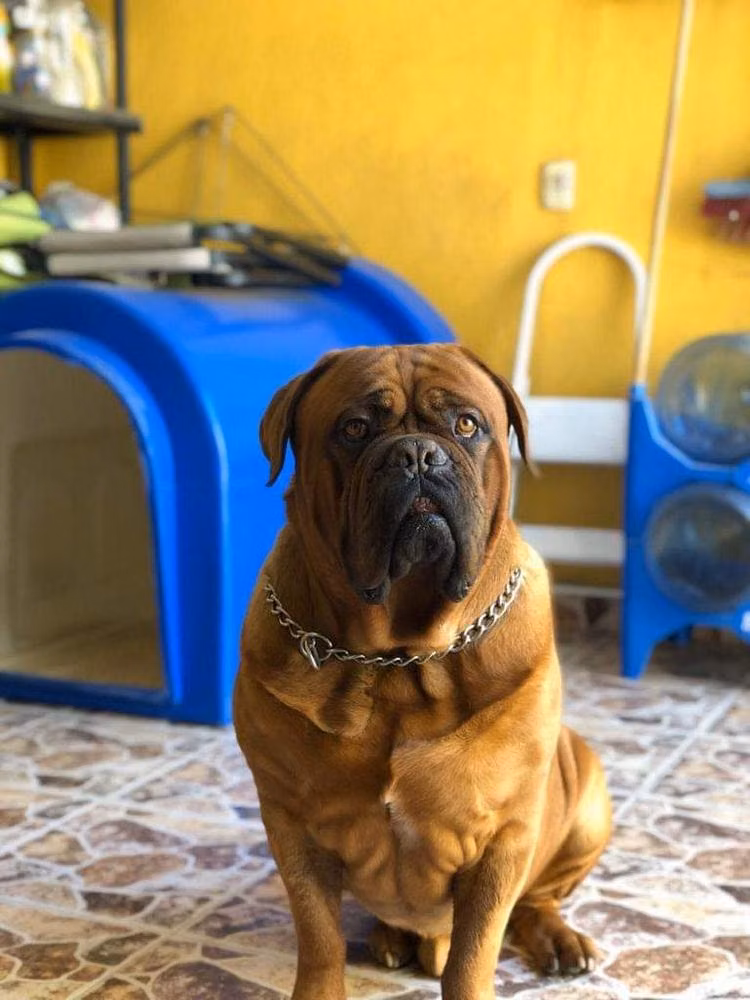 Molosos Burdeos Goliath, a Male Dog z Bordeaux registered with United Pet Club