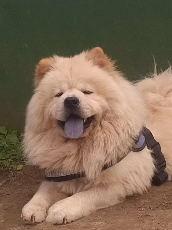 Sir Dribble, a Maschio Chow Chow registered with United Pet Club