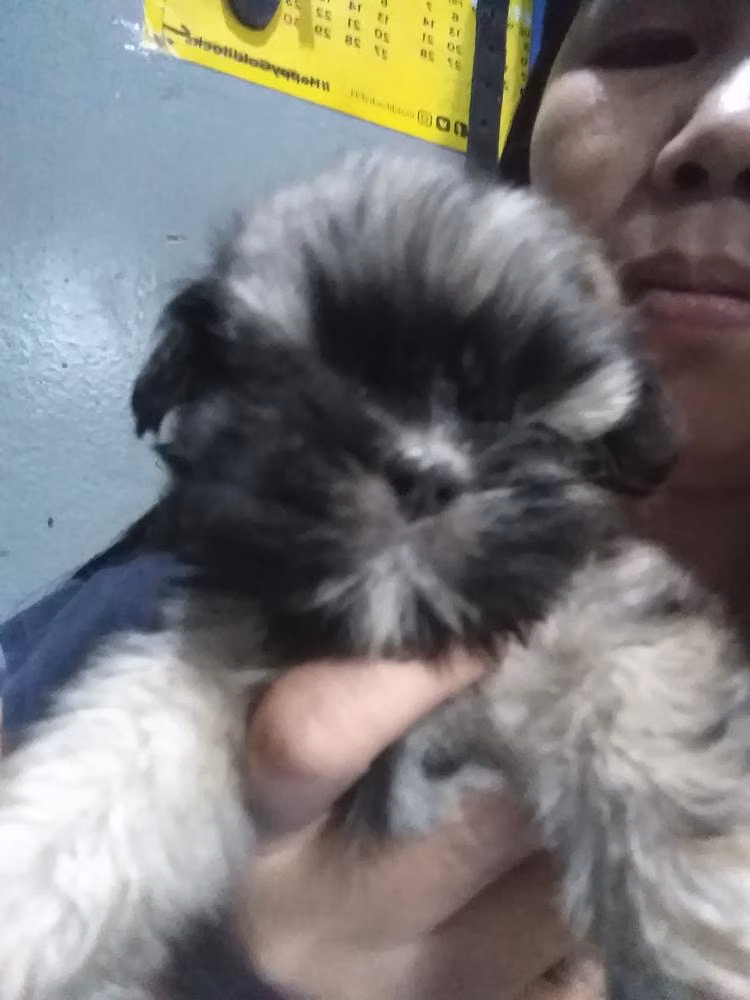 Deisha, a Hembra Shih Tzu registered with United Pet Club