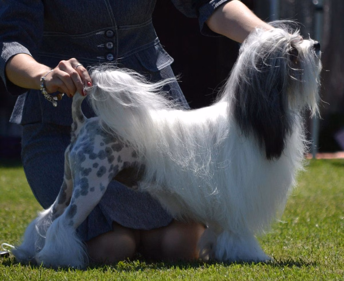Paceaway Mon Star, a Male Löwchen registered with United Pet Club
