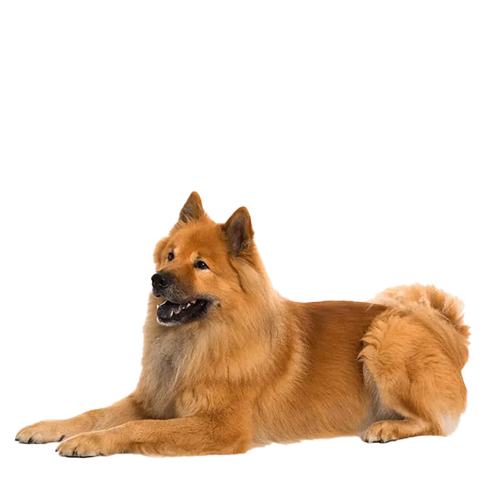 Eurasier — rasa Pies: Średni i Spokojny