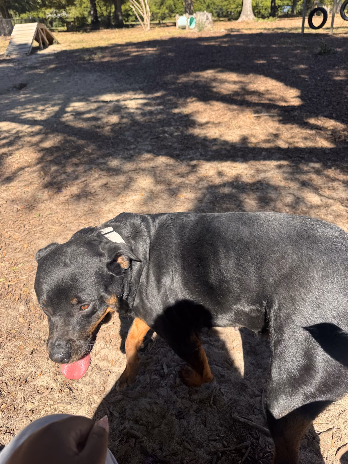 Roxy — روتوایلر Roxy, a Female روتوایلر registered with United Pet Club
