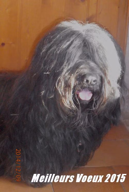 Fearless Dreamer des Vallees Engissoises, a Male Skye terrier registered with United Pet Club