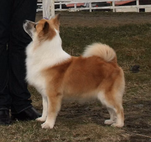 Sunnusteins Árdís, a Female Icelandic Sheepdog registered with United Pet Club