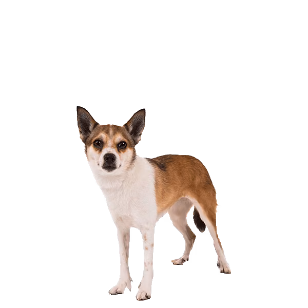 Lundehund norweski — rasa Pies: Mały i Ciekawski