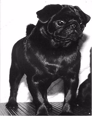kailand jordan, a نر پاگ registered with United Pet Club