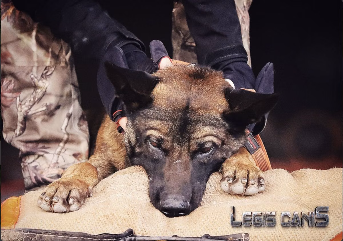 Ragnar Legis Canis, a Macho Pastor Belga Malinois registered with United Pet Club