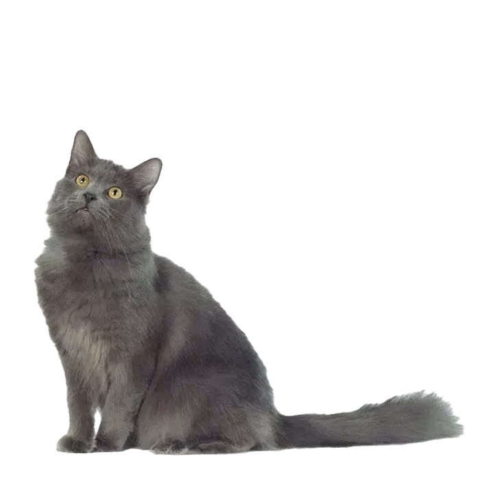 Nebelung — a Medium, Gentle Cat breed