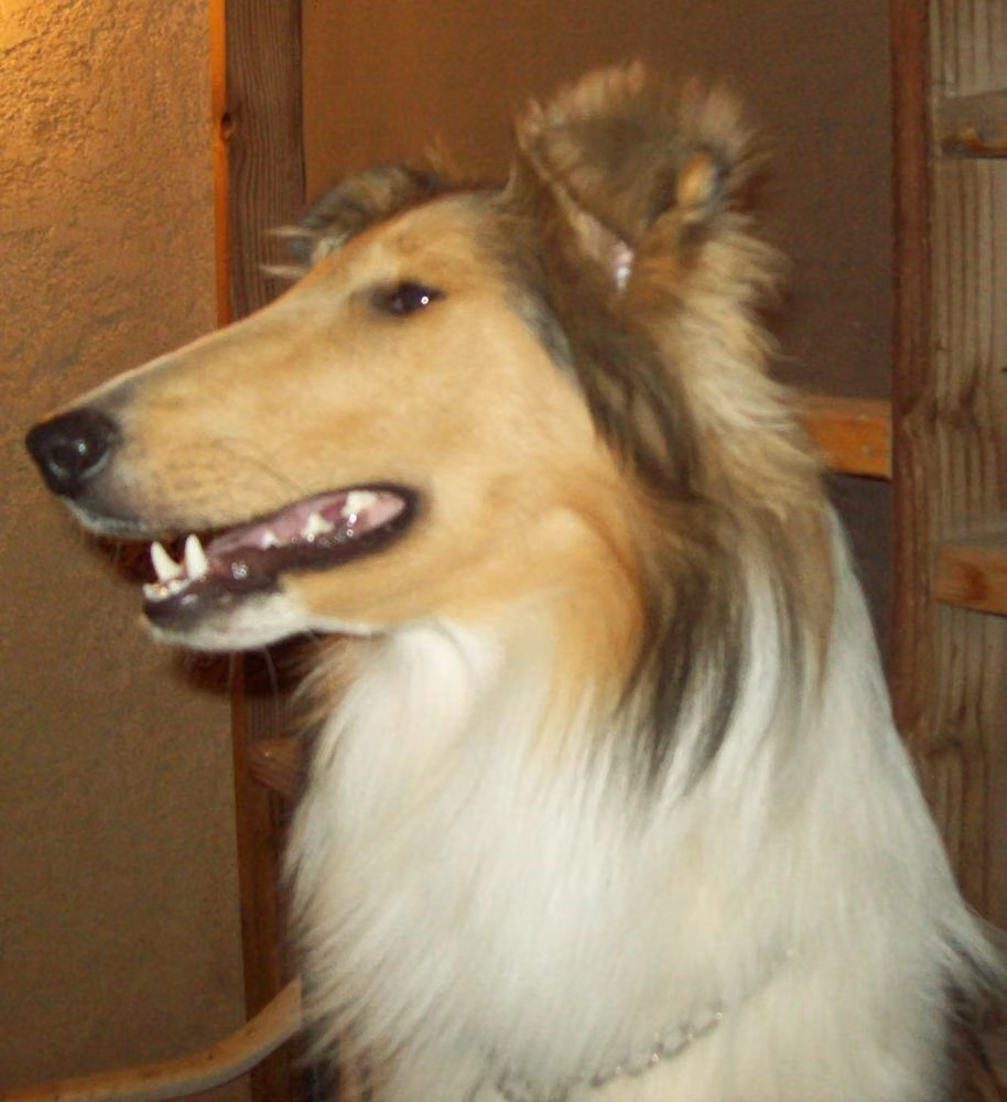 Windmark Reign With Me, a Самка Длинношёрстный колли registered with United Pet Club