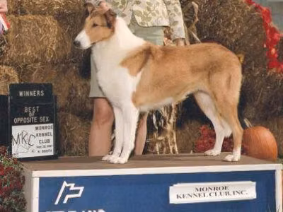 Special Care Bear, a ماده کالی موصاف registered with United Pet Club