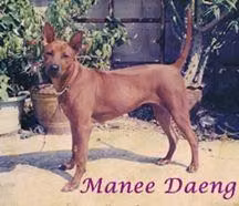 MANEE DAENG-TAWAN NAMFAH, a Hun Thai Ridgeback registered with United Pet Club