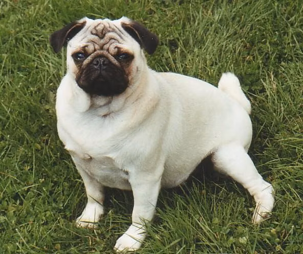 sherley de la bacska, a ماده پاگ registered with United Pet Club