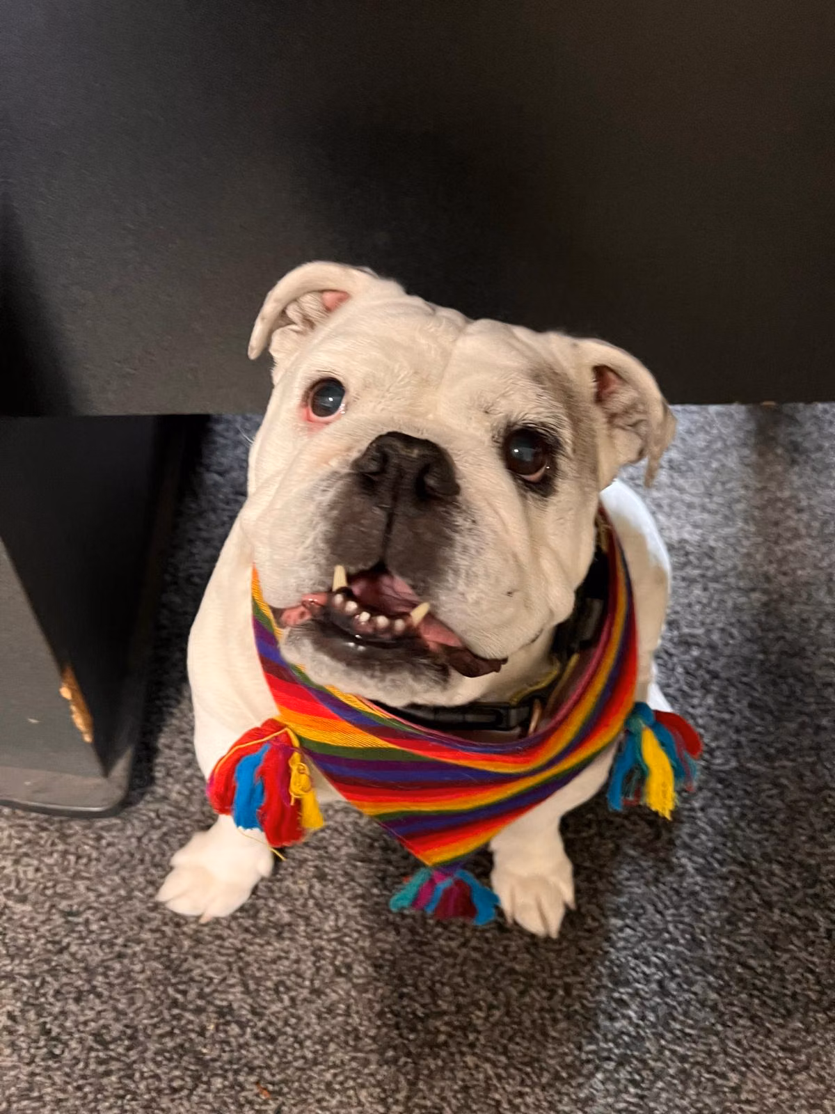 LOLA, a Weiblich Bulldogge registered with United Pet Club