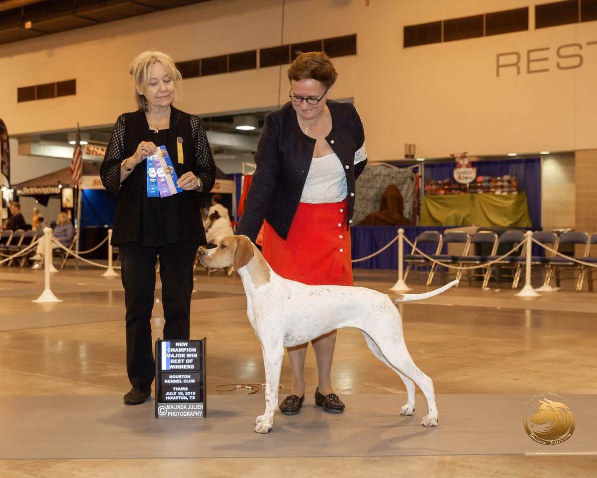 Penpoint Tallahassee, a メス ポインター registered with United Pet Club