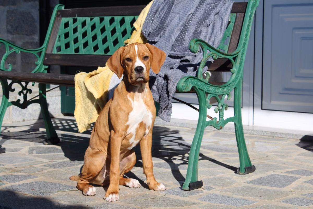 Tamara da Ribeira Lima, a Femelle Braque portugais registered with United Pet Club