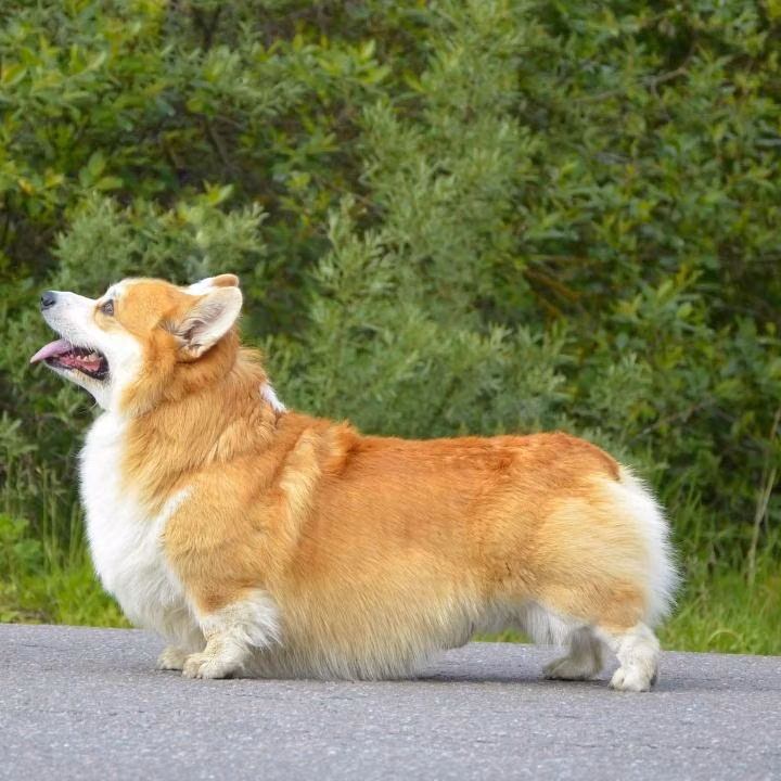 Ruby Shine Gilford, a Male Pembroke welsh corgi registered with United Pet Club