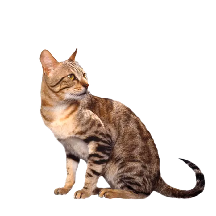 Sokoke — a Medium, Active Cat breed