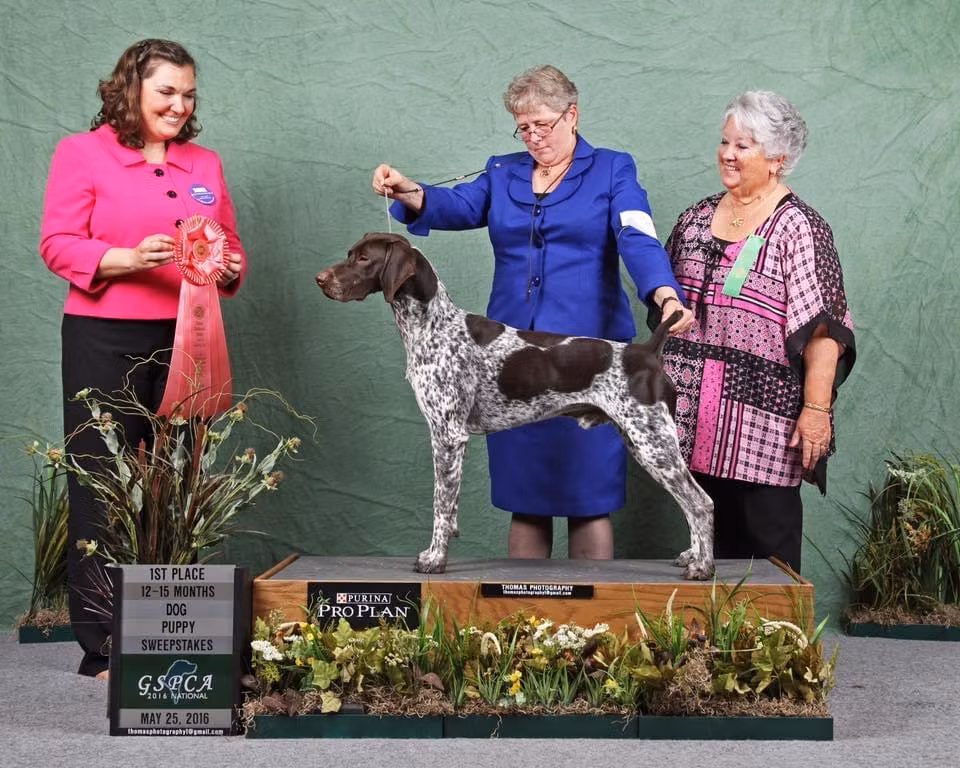 NewPoint Under Investigation, a Male Német rövidszőrű vizsla registered with United Pet Club