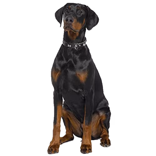 Doberman Pinscher