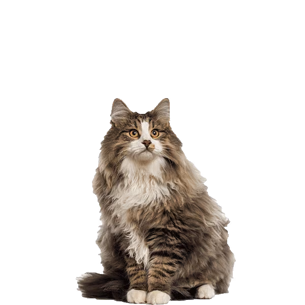 Norwegian Forest Cat — a Large, Friendly Cat breed