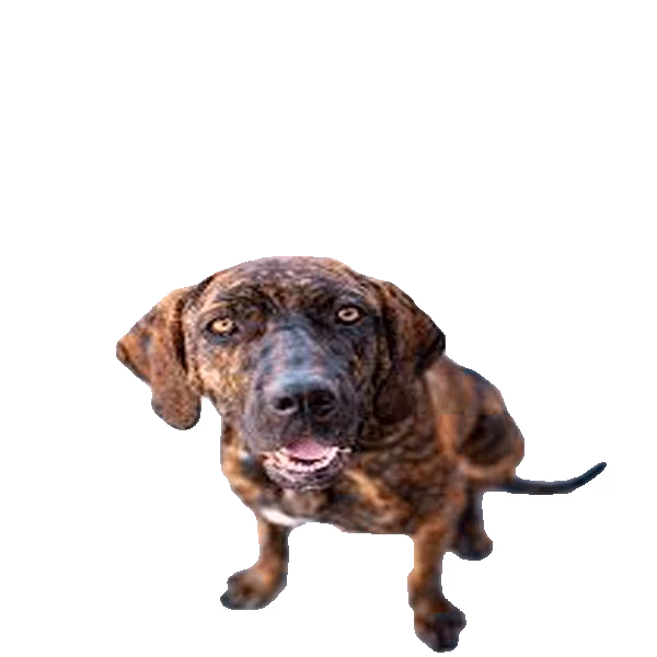 Plott hound — rasa Pies: Średni i Wierny